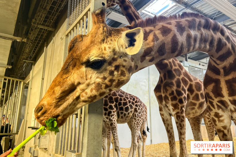 Zoo de Vincennes, Parc zoologique 2024 - girafes