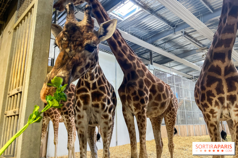 Zoo de Vincennes, Parc zoologique 2024 - girafes