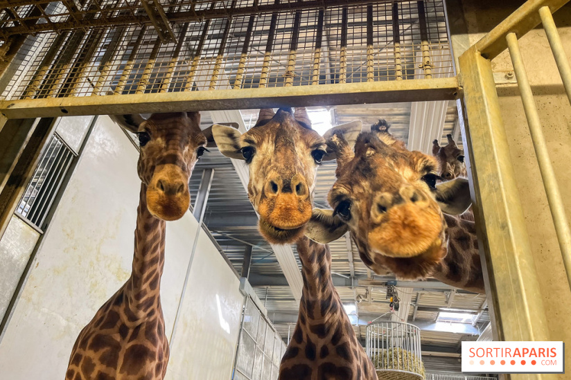 Zoo de Vincennes, Parc zoologique 2024 - girafes
