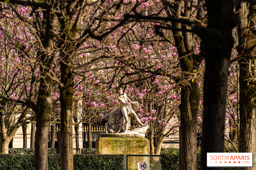 Les magnolias du Jardin du Palais Royal