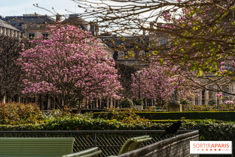 Les magnolias du Jardin du Palais Royal