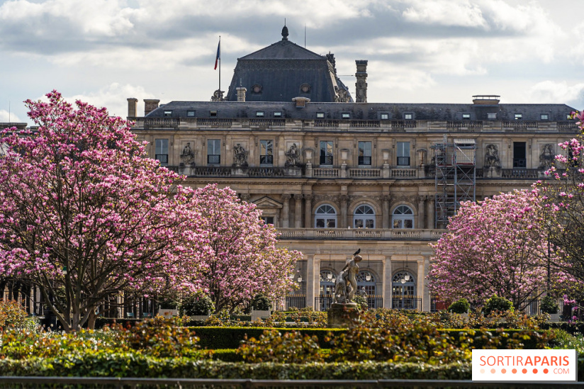Les magnolias du Jardin du Palais Royal