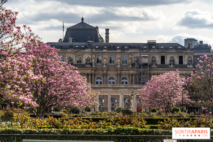 Les magnolias du Jardin du Palais Royal