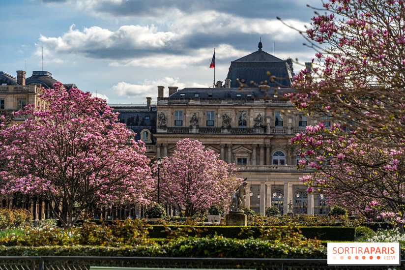 Les magnolias du Jardin du Palais Royal