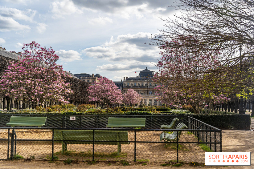 Les magnolias du Jardin du Palais Royal