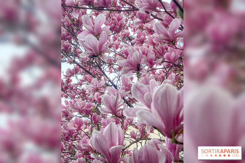Les magnolias du Jardin du Palais Royal