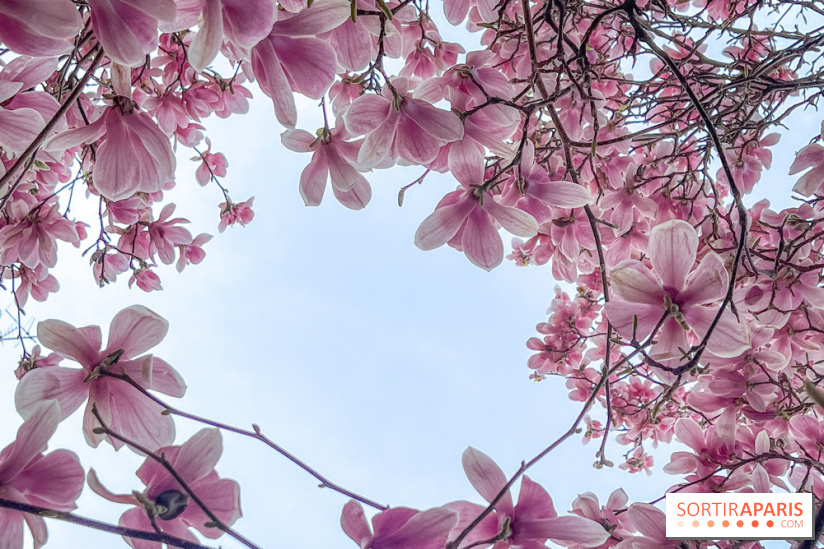 Les magnolias du Jardin du Palais Royal