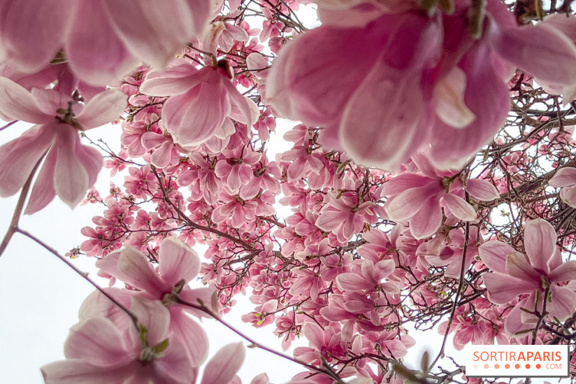 Les magnolias du Jardin du Palais Royal