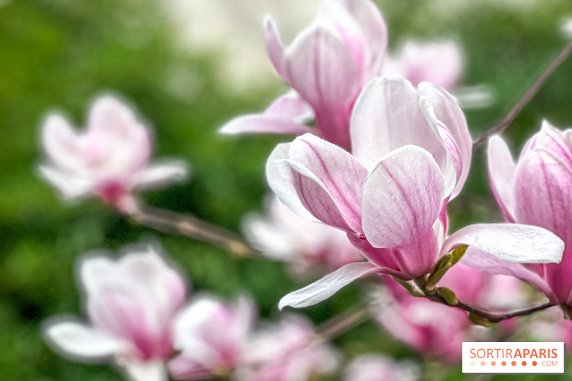 Les magnolias du Jardin du Palais Royal