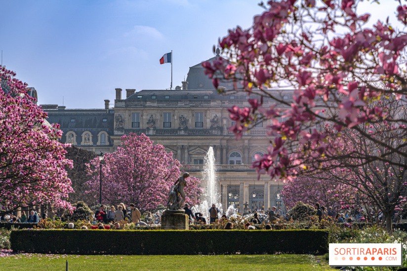 Les magnolias du Jardin du Palais Royal  - printemps - visuel Paris