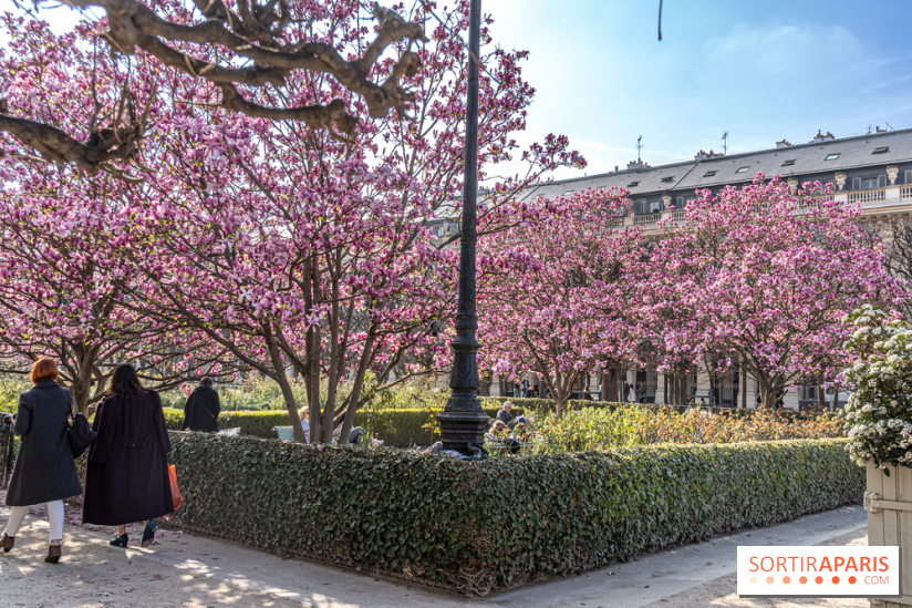 Les magnolias du Jardin du Palais Royal  - printemps - visuel Paris