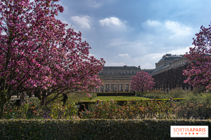 Les magnolias du Jardin du Palais Royal