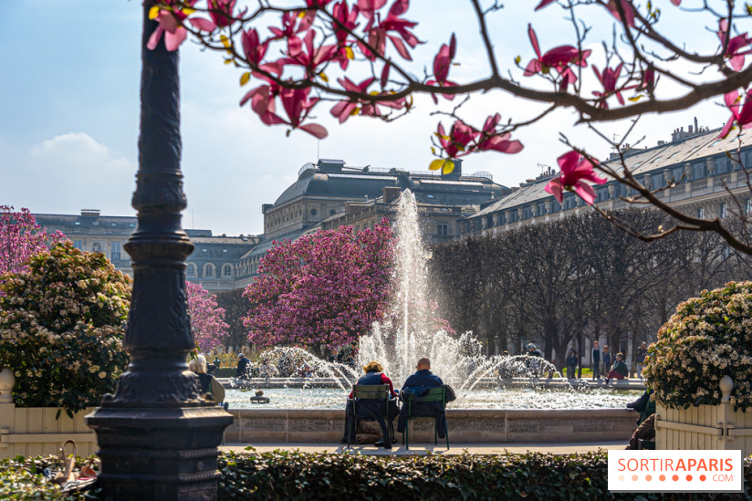 Les magnolias du Jardin du Palais Royal  - printemps - visuel Paris - fontaine - chaleur