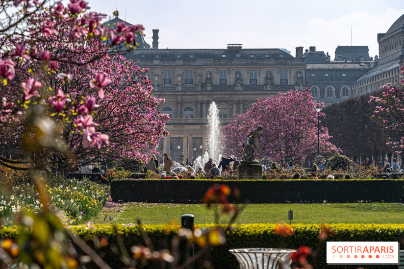 Les magnolias du Jardin du Palais Royal