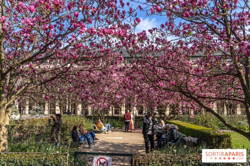 Les magnolias du Jardin du Palais Royal  - printemps - visuel Paris