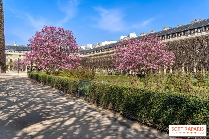 Les magnolias du Jardin du Palais Royal  - printemps - visuel Paris