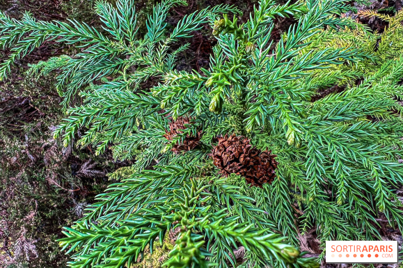 Arbor&Sens, l'Arboretum de Franchard en forêt de Fontainebleau - les photos - IMG 7957