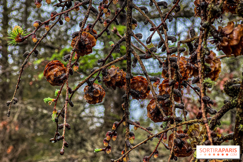 Arbor&Sens, l'Arboretum de Franchard en forêt de Fontainebleau - les photos - IMG 7954