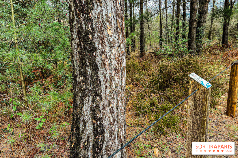 Arbor&Sens, l'Arboretum de Franchard en forêt de Fontainebleau - les photos