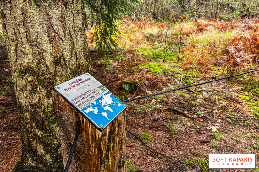 Arbor&Sens, l'Arboretum de Franchard en forêt de Fontainebleau - les photos