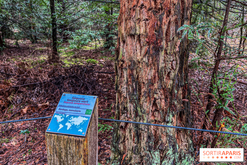 Arbor&Sens, l'Arboretum de Franchard en forêt de Fontainebleau - les photos - IMG 7946