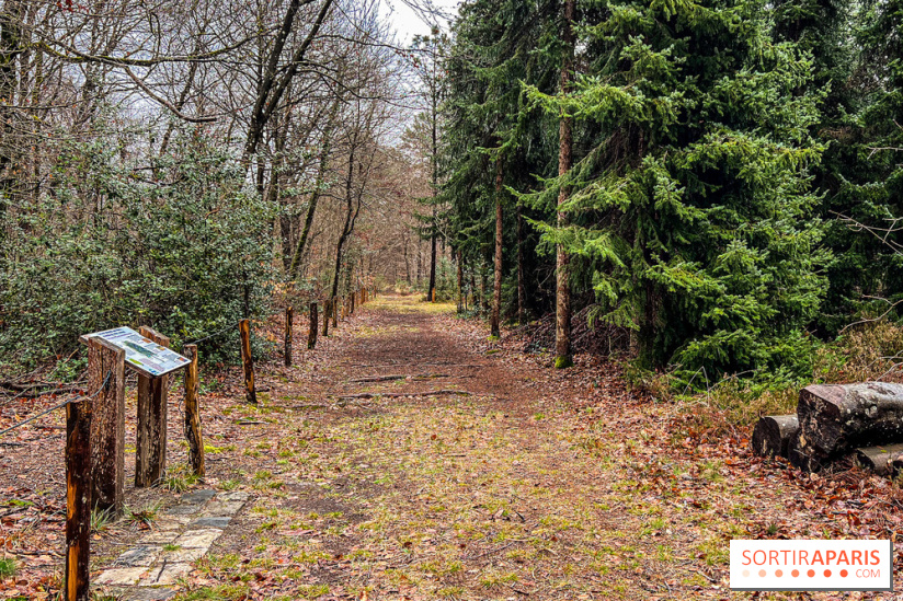 Arbor&Sens, l'Arboretum de Franchard en forêt de Fontainebleau - les photos - IMG 7940