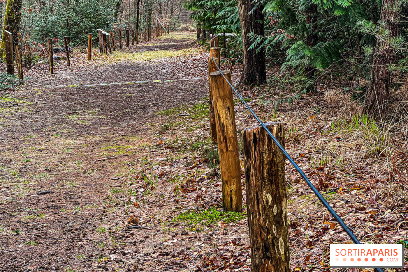Arbor&Sens, l'Arboretum de Franchard en forêt de Fontainebleau - les photos - IMG 7937