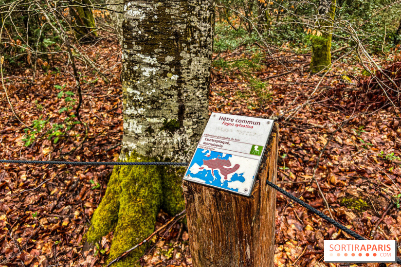 Arbor&Sens, l'Arboretum de Franchard en forêt de Fontainebleau - les photos