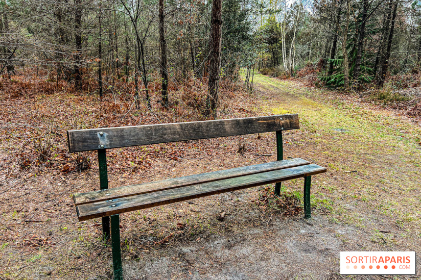 Arbor&Sens, l'Arboretum de Franchard en forêt de Fontainebleau - les photos - IMG 7934