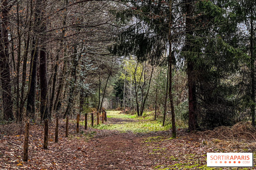 Arbor&Sens, l'Arboretum de Franchard en forêt de Fontainebleau - les photos - IMG 7933