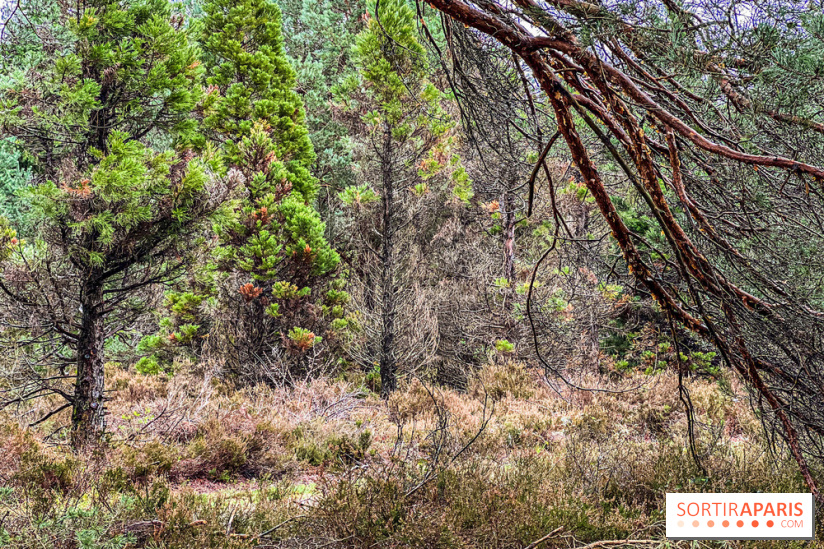 Arbor&Sens, l'Arboretum de Franchard en forêt de Fontainebleau - les photos