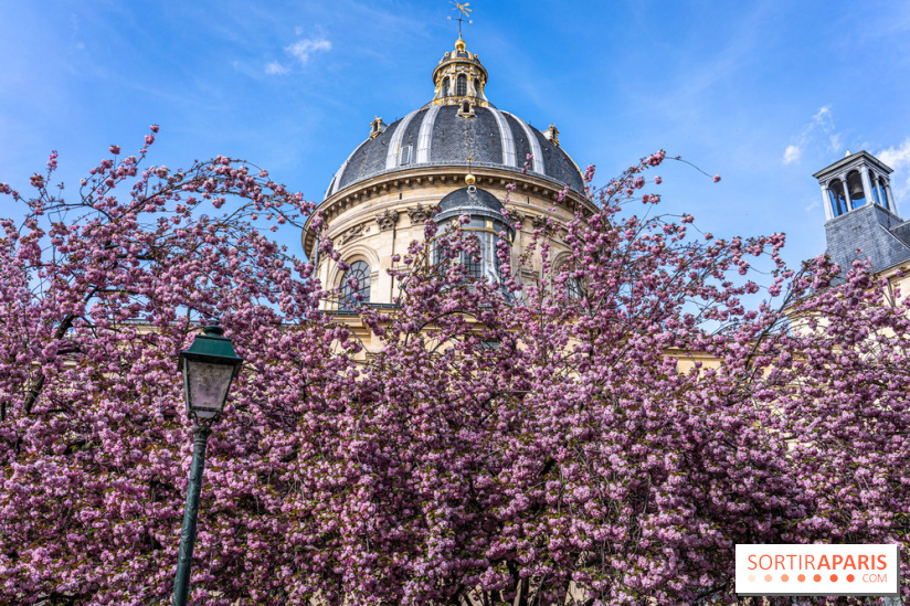 Square Gabriel Pierné à Paris - cerisiers en fleurs