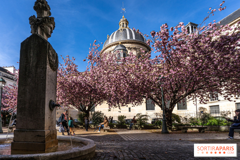 Square Gabriel Pierné à Paris - cerisiers en fleurs
