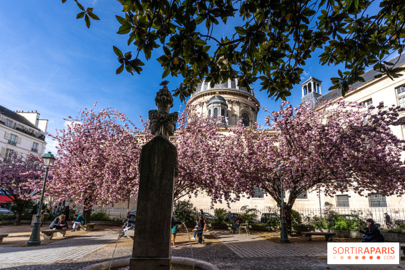 Square Gabriel Pierné à Paris - cerisiers en fleurs