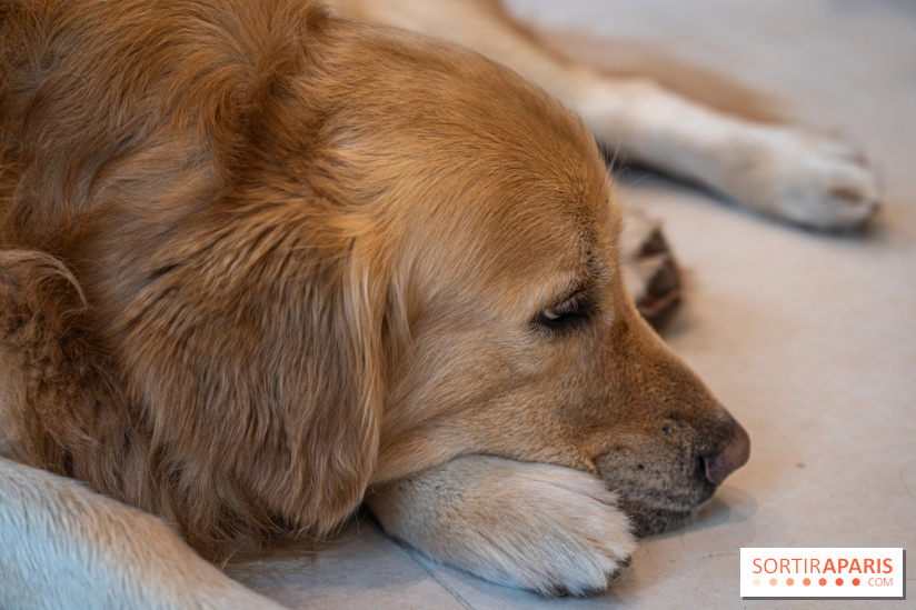 Seven Heaven, le coffee shop dog's friendly et kid's friendly de Paris 11e -  A7C0528