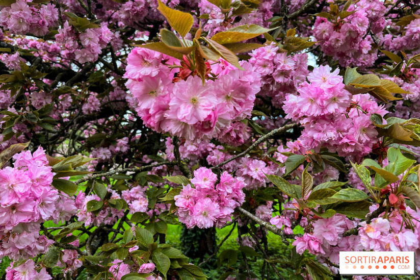 Arboretum de Paris - nos photos - image00037