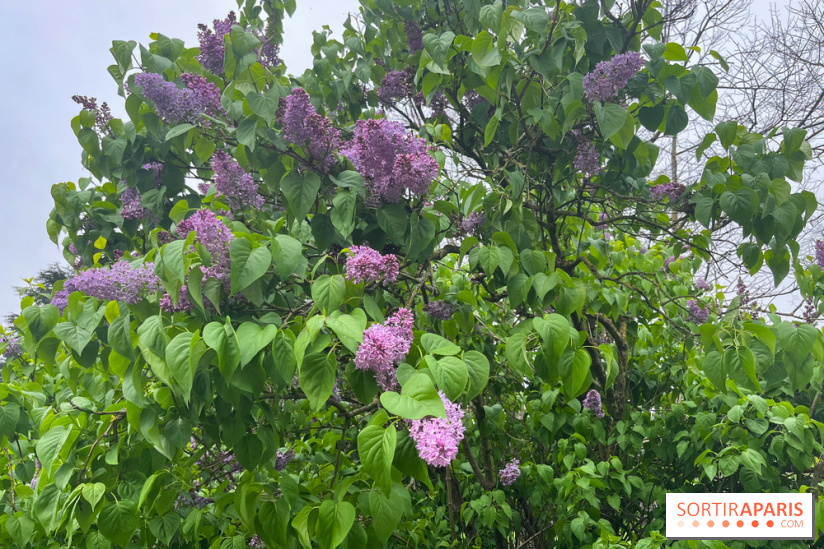 Arboretum de Paris - nos photos - image00033