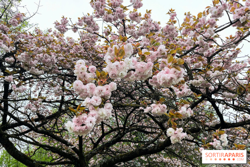 Arboretum de Paris - nos photos - image00034