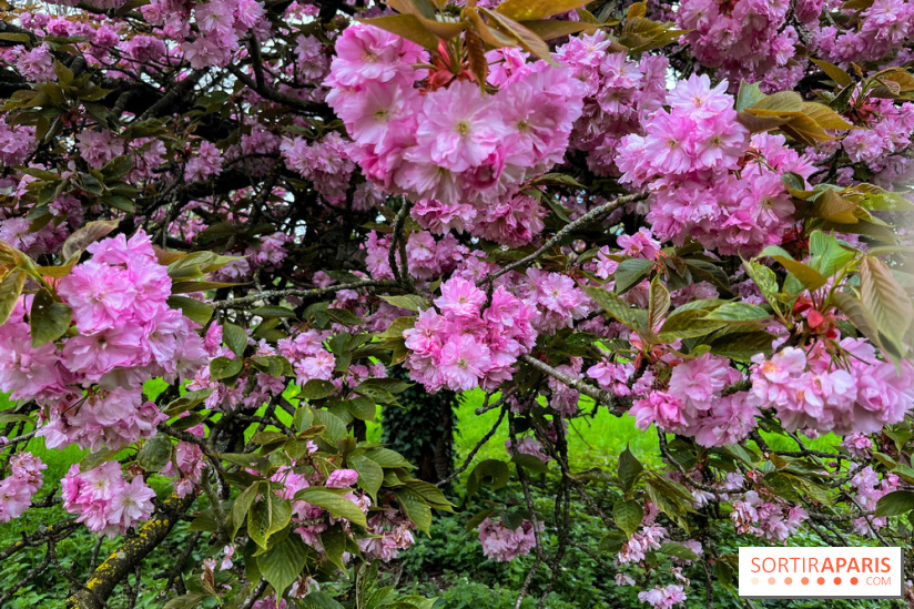 Arboretum de Paris - nos photos - image00035