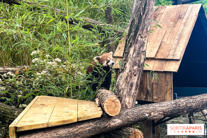 Ménagerie du Jardin des Plantes 2024 - nos photos - image00017
