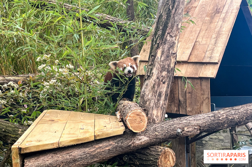 Ménagerie du Jardin des Plantes 2024 - panda