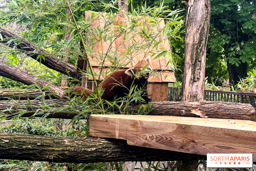 Ménagerie du Jardin des Plantes 2024 - nos photos