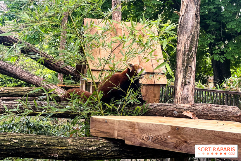 Ménagerie du Jardin des Plantes 2024 - nos photos