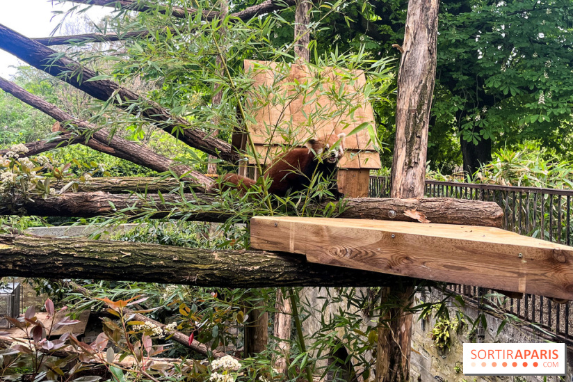 Ménagerie du Jardin des Plantes 2024 - nos photos - image00012