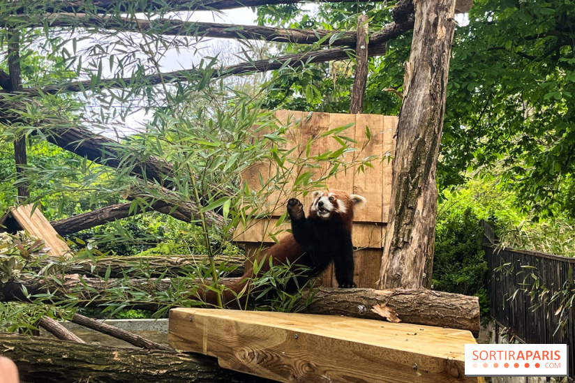 Ménagerie du Jardin des Plantes 2024 - panda