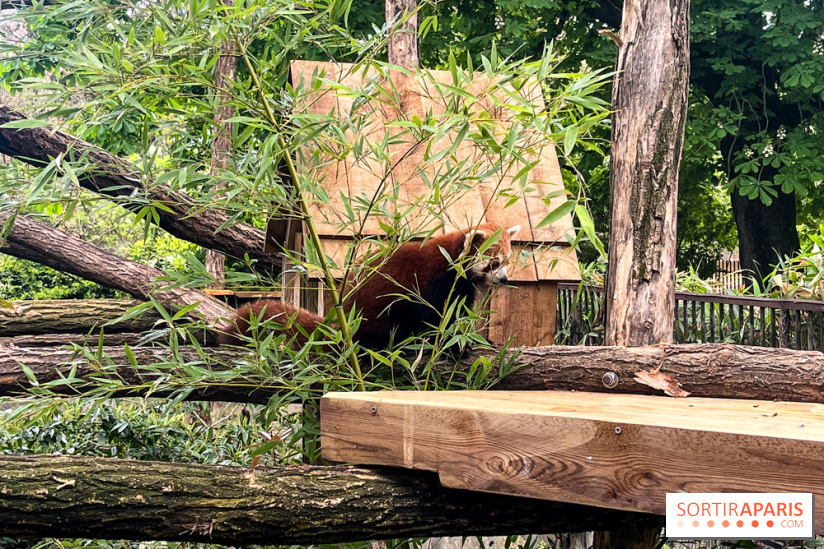 Ménagerie du Jardin des Plantes 2024 - nos photos - image00008