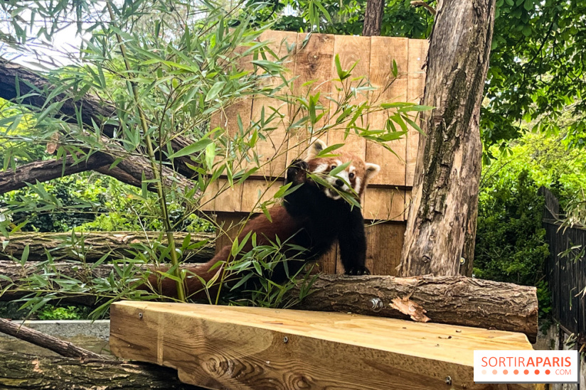 Ménagerie du Jardin des Plantes 2024 - panda