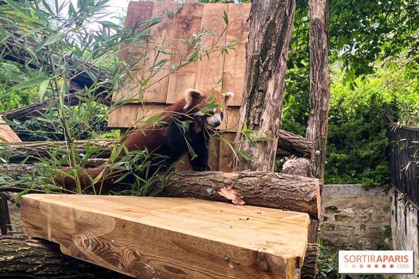 Ménagerie du Jardin des Plantes 2024 - panda