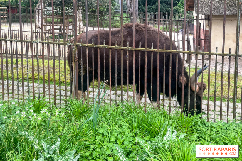 Ménagerie du Jardin des Plantes 2024 - nos photos