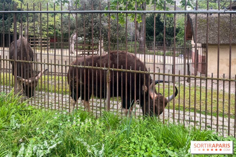 Ménagerie du Jardin des Plantes 2024 - nos photos